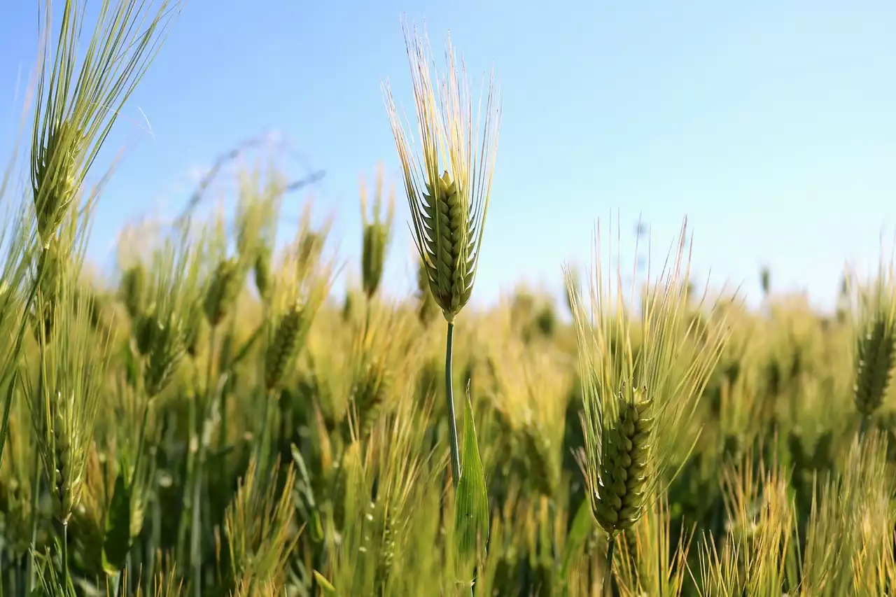 Die versteckten Glutenquellen in Ihrer Ernährung